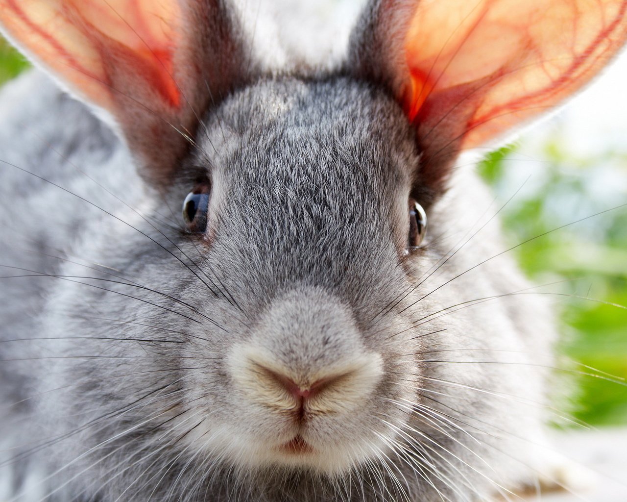 Обои животные, кролик, ушастый, animals, rabbit, eared разрешение 1920x1200 Загрузить