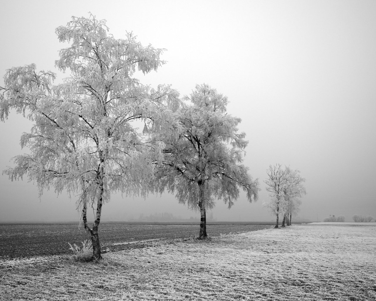 Обои дорога, деревья, зима, road, trees, winter разрешение 2560x1600 Загрузить