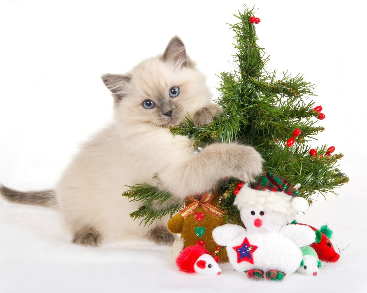 Обои новый год, игрушки, елка, голубые глаза, мордочка, лапки, ёлочка, кошка, взгляд, подарки, котенок, снеговик, new year, toys, tree, blue eyes, legs, muzzle, herringbone, cat, look, gifts, kitty, snowman разрешение 1920x1200 Загрузить