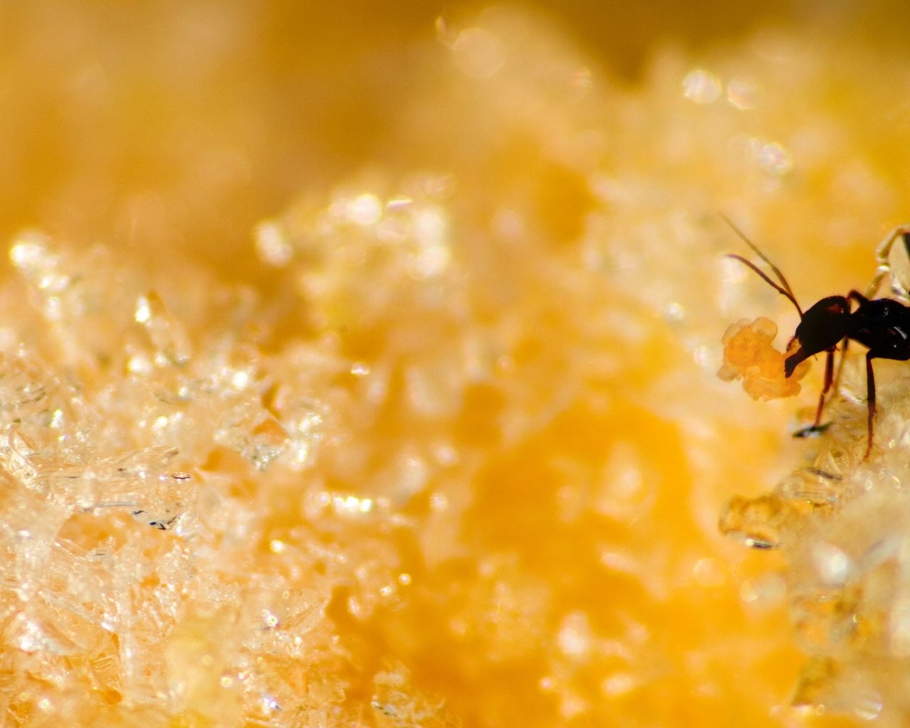 Обои желтый, муравей, сахар, yellow, ant, sugar разрешение 2560x1600 Загрузить