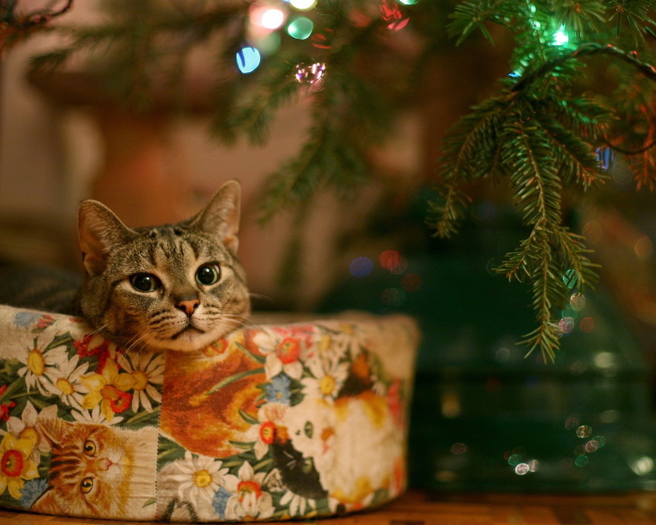 Обои глаза, елка, кошка, взгляд, подарок, гирлянда, eyes, tree, cat, look, gift, garland разрешение 1920x1080 Загрузить
