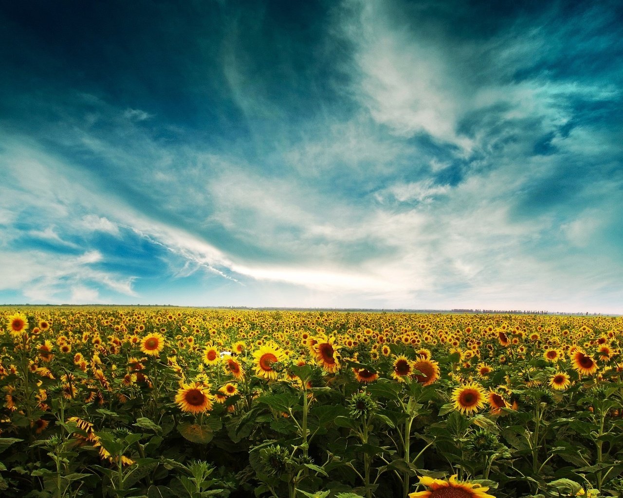 Обои небо, облака, поле, подсолнухи, the sky, clouds, field, sunflowers разрешение 1920x1200 Загрузить