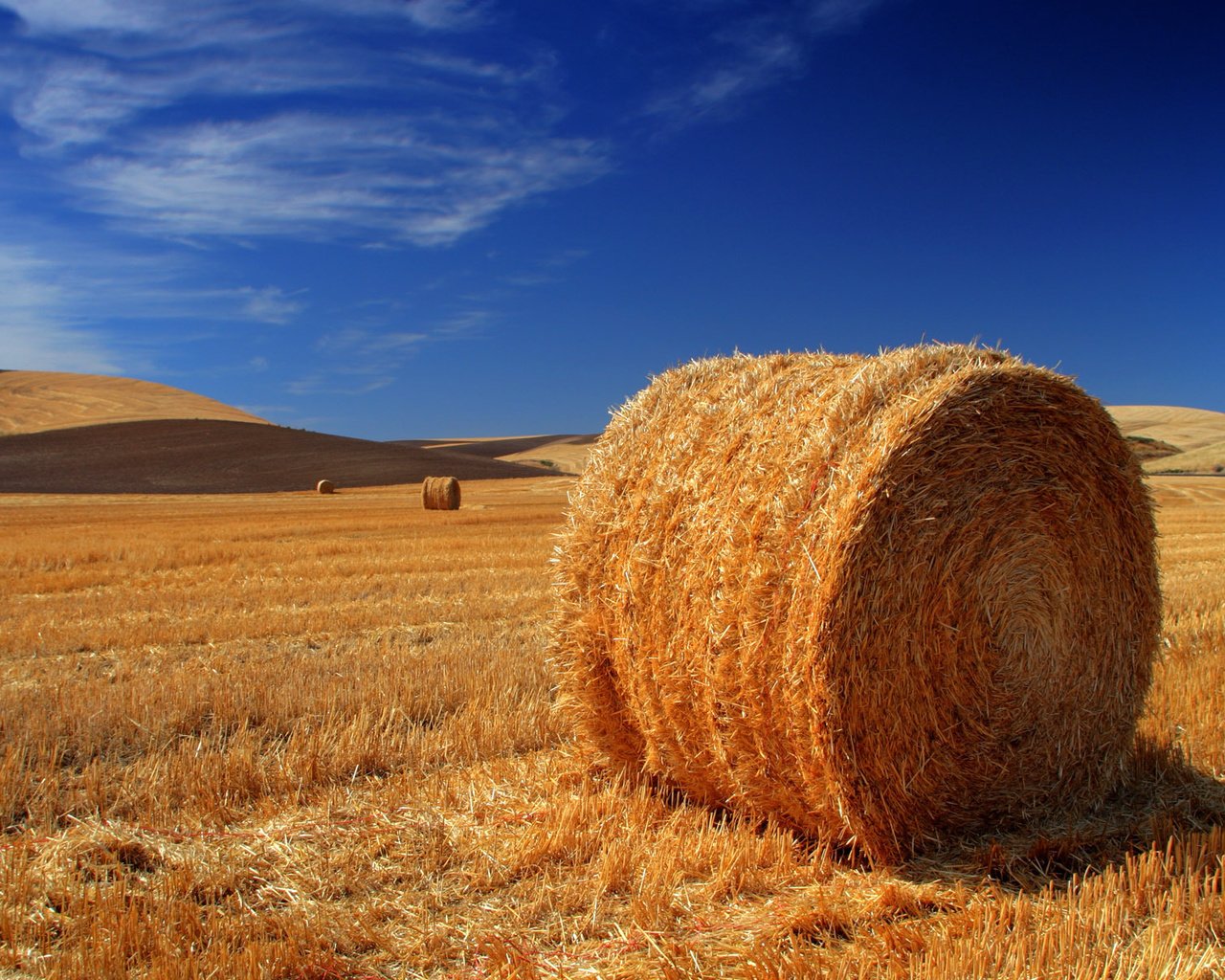 Обои небо, поле, горизонт, сено, тюки, стог, рулоны, the sky, field, horizon, hay, bales, stack, rolls разрешение 1920x1200 Загрузить