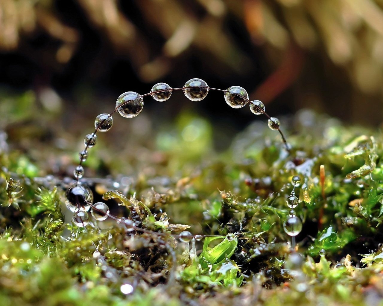 Обои трава, вода, природа, капли, круг, grass, water, nature, drops, round разрешение 2048x1536 Загрузить