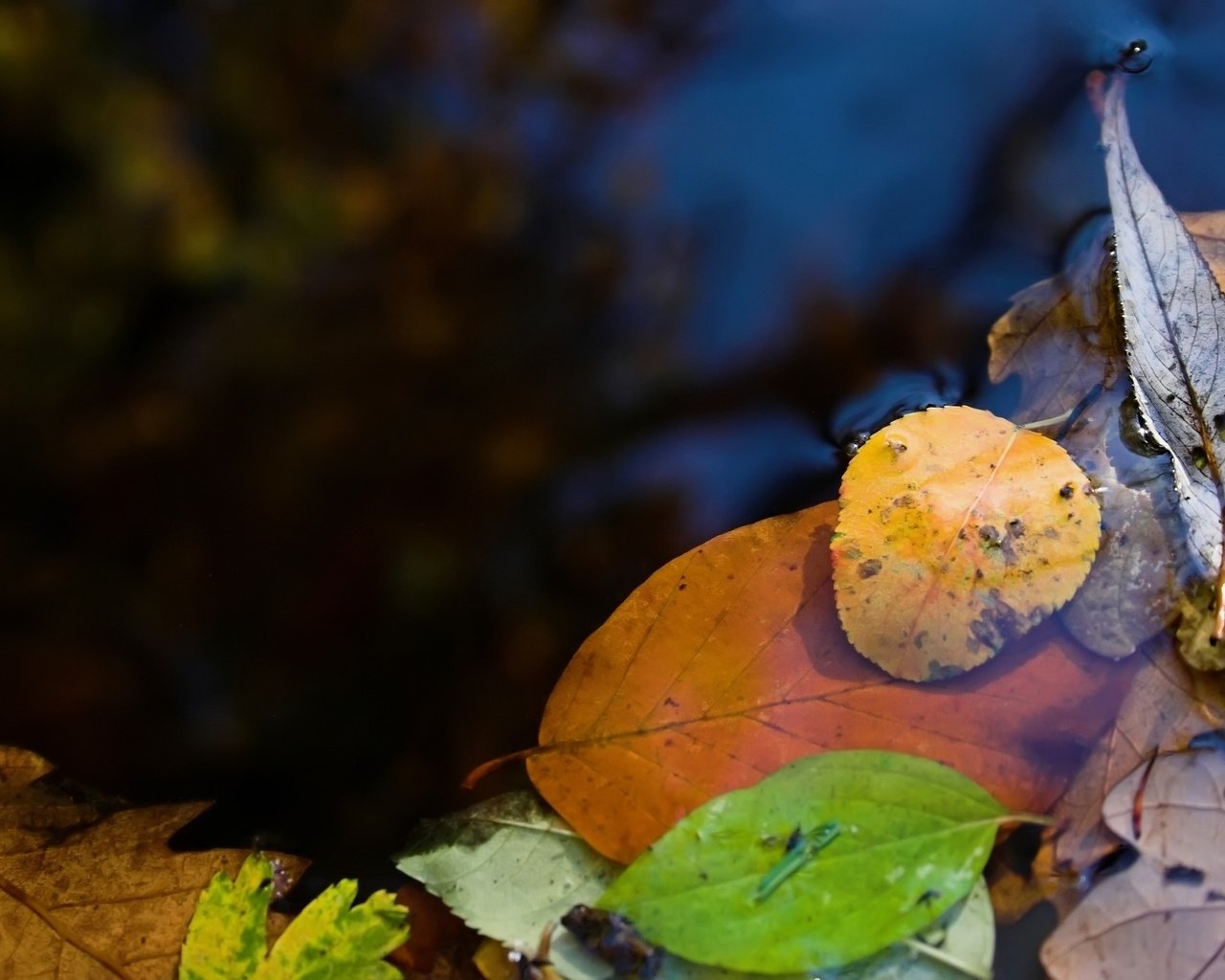 Обои вода, природа, макро фото, листья, лужа, water, nature, macro photo, leaves, puddle разрешение 2560x1600 Загрузить