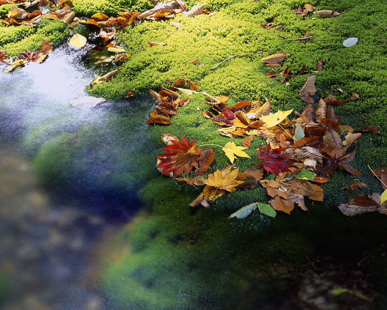 Обои вода, листья, ручей, осень, япония, мох, water, leaves, stream, autumn, japan, moss разрешение 1920x1200 Загрузить