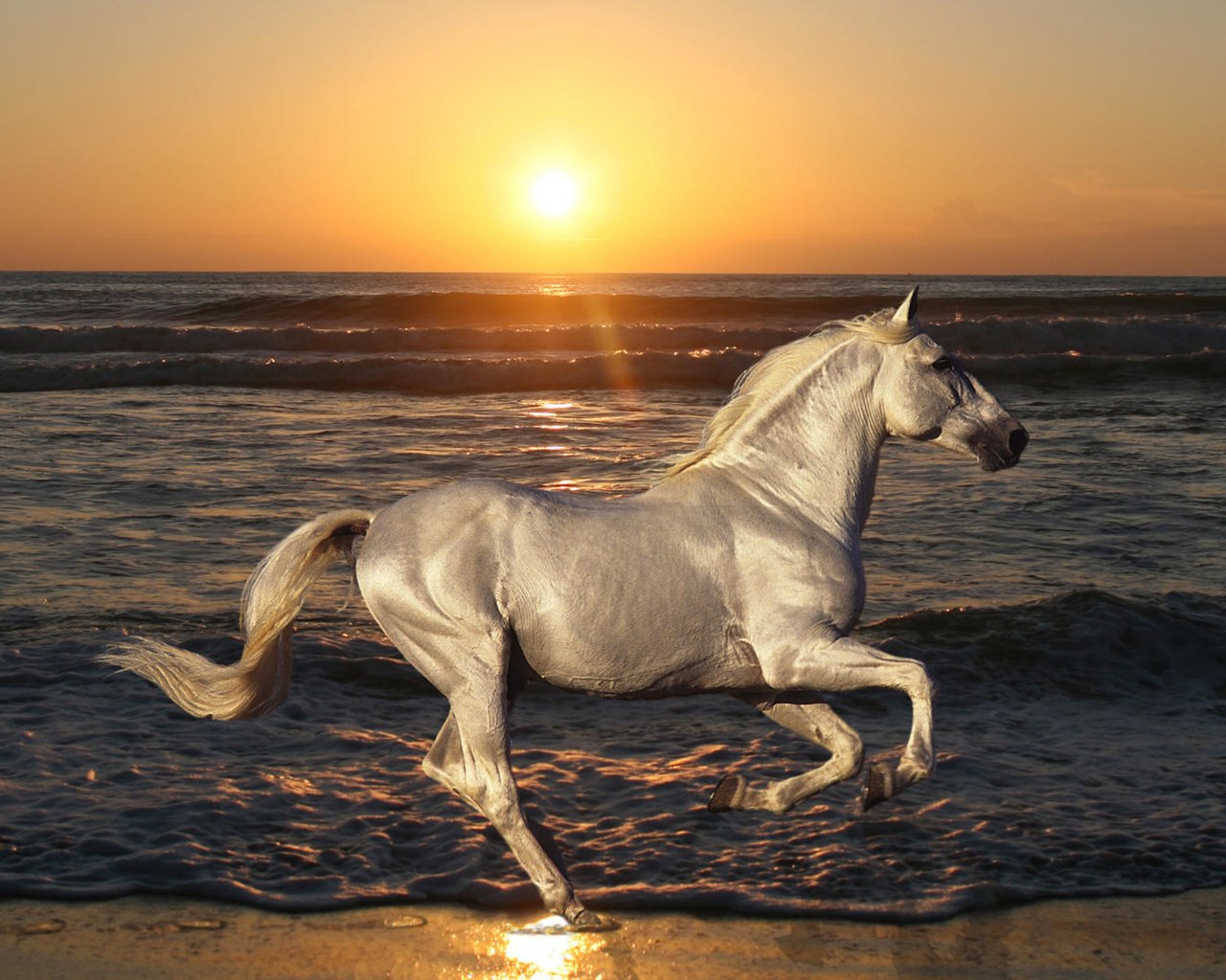 лошадь на море фото