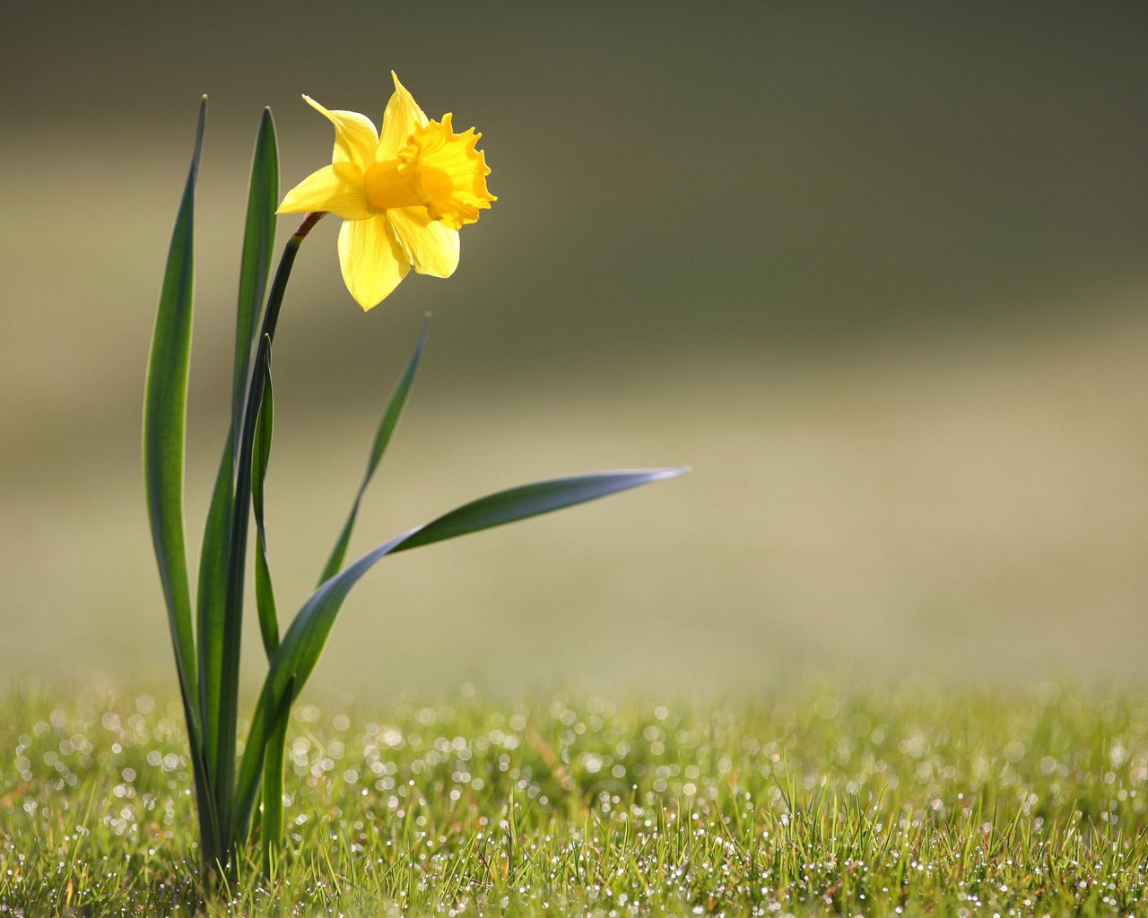 Обои цветы, трава, природа, желтый, фото, flowers, grass, nature, yellow, photo разрешение 2560x1600 Загрузить