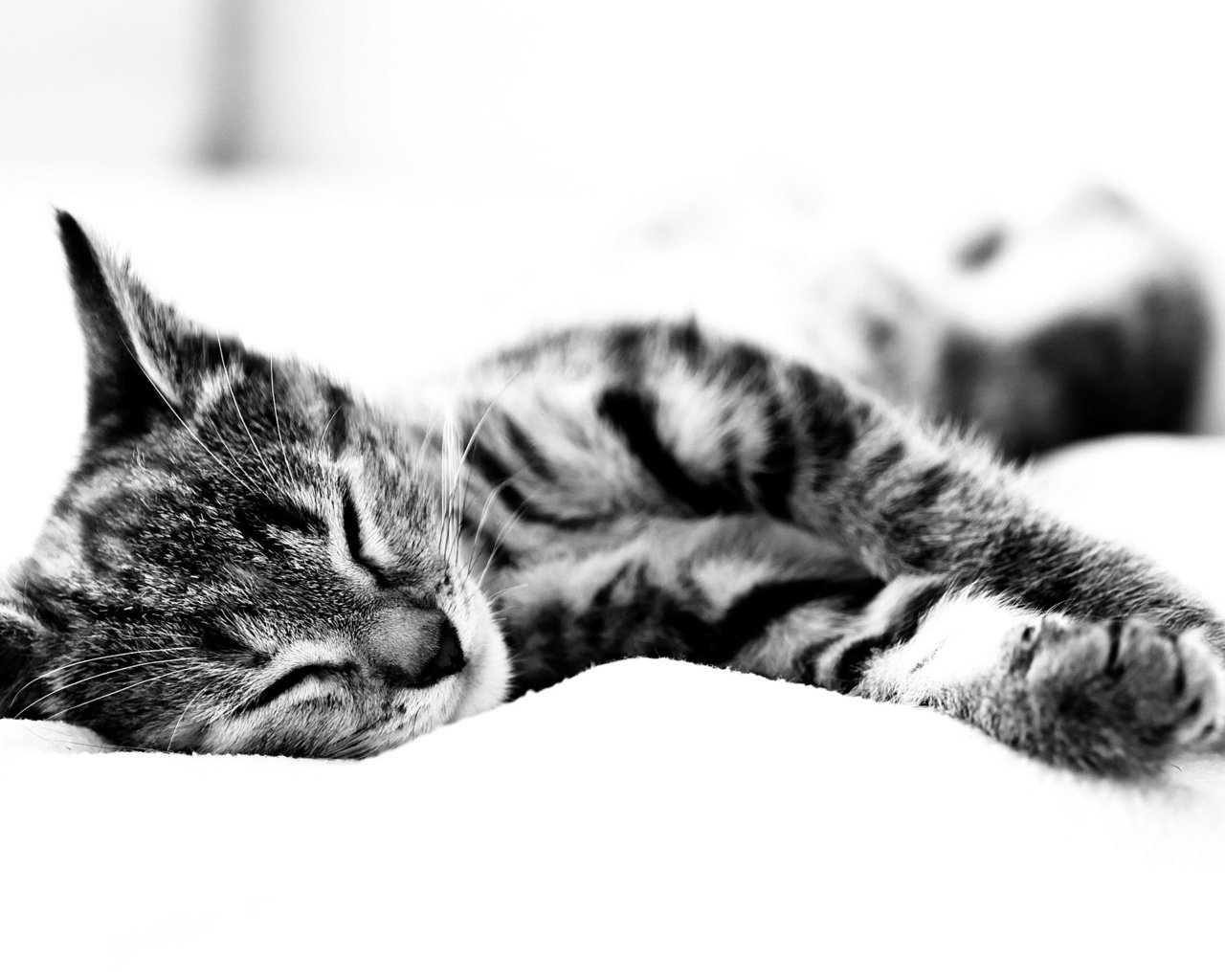 Обои чёрно-белый, кошак спит, простынь, black and white, koshak sleeps, sheets разрешение 2560x1600 Загрузить