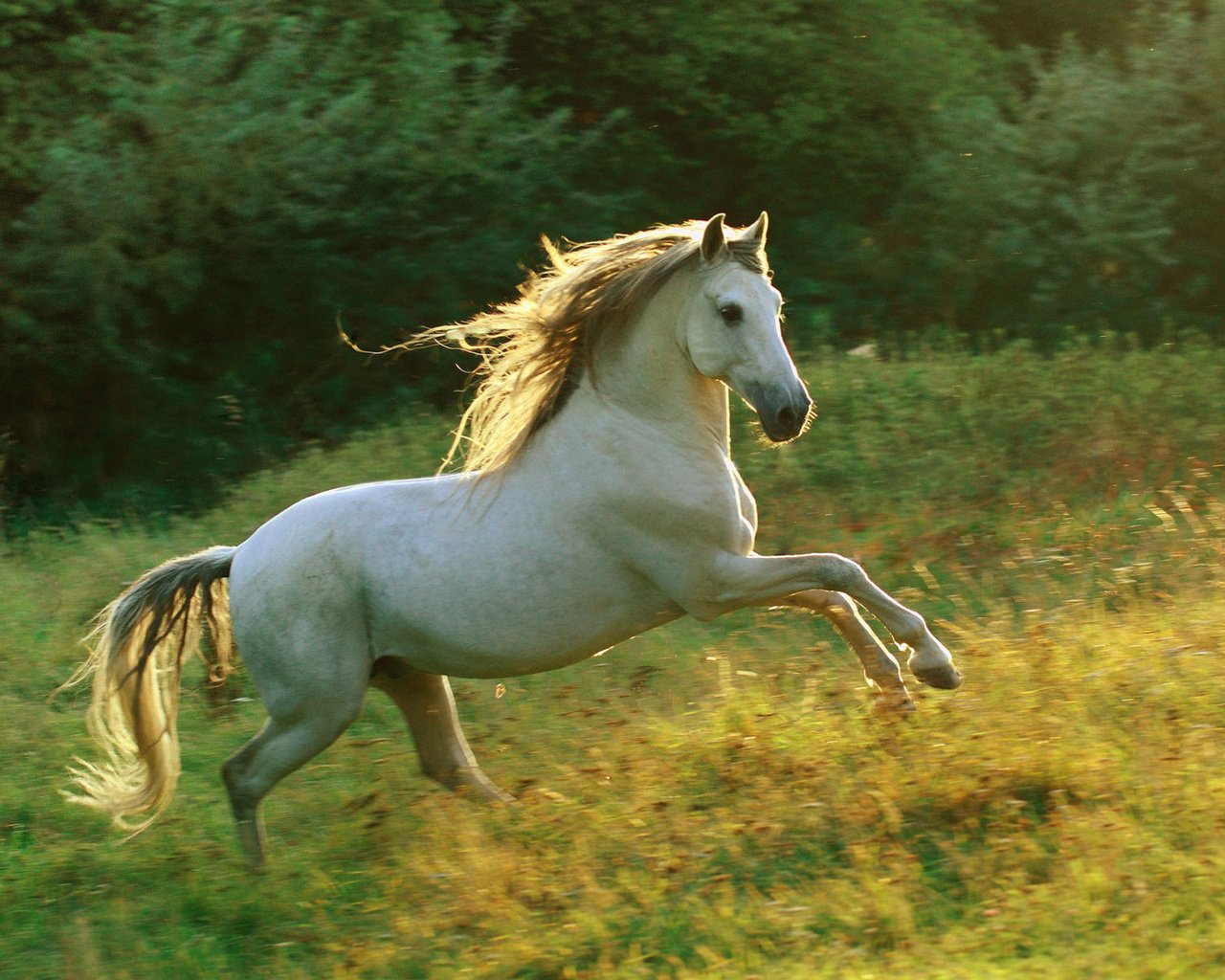 Обои небо, лошадь, трава, белый, луг, грива, бег, галоп, the sky, horse, grass, white, meadow, mane, running, gallop разрешение 1920x1200 Загрузить