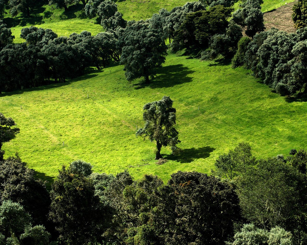 Обои деревья, зелень, поле, trees, greens, field разрешение 1920x1200 Загрузить