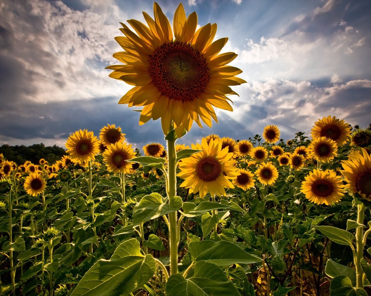 Обои поле, лето, подсолнухи, field, summer, sunflowers разрешение 2560x1600 Загрузить