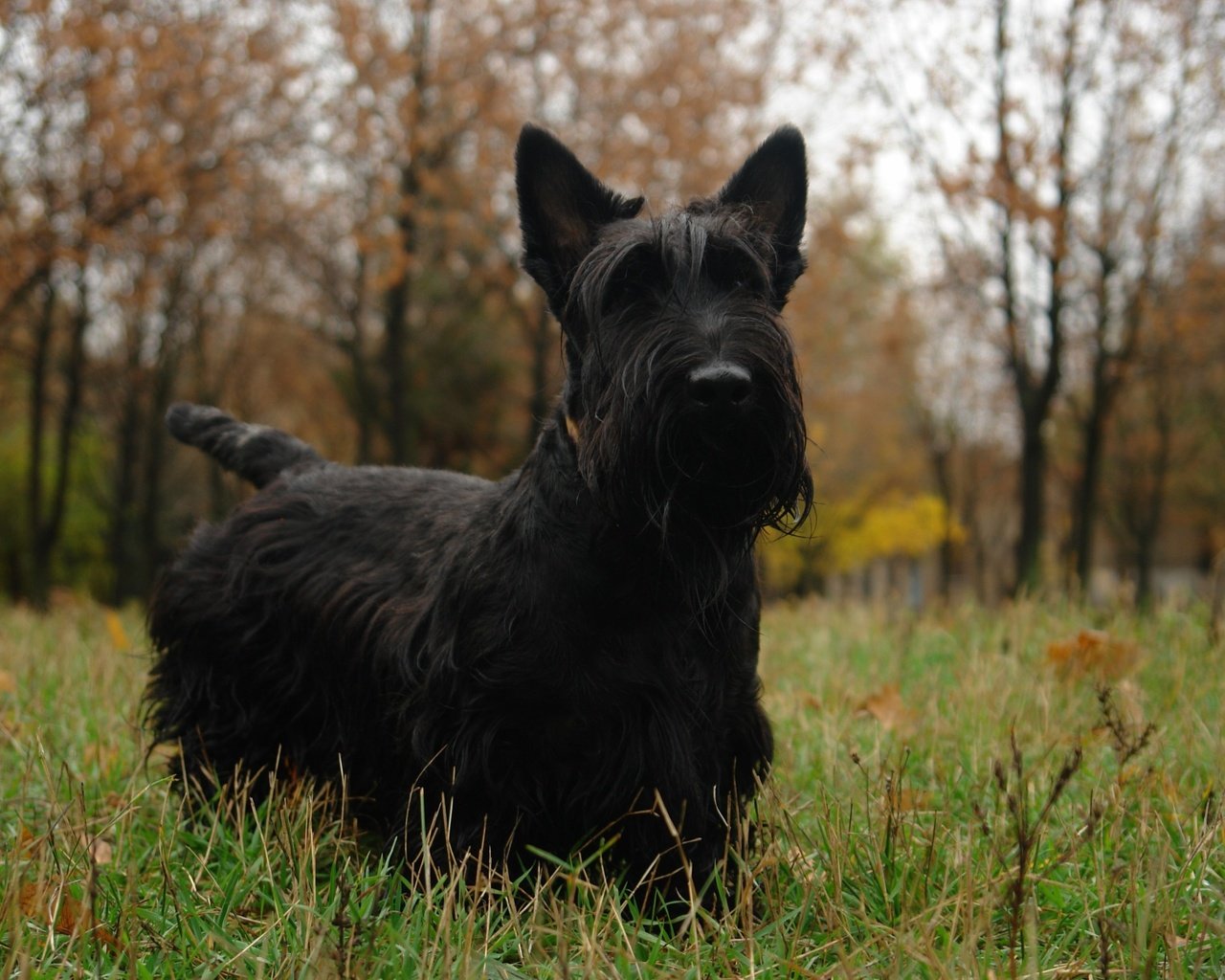 Обои скотч, шотландский терьер, терьер, скотч-терьер, scotch, scottish terrier, terrier, scotch-terrier разрешение 3362x2296 Загрузить