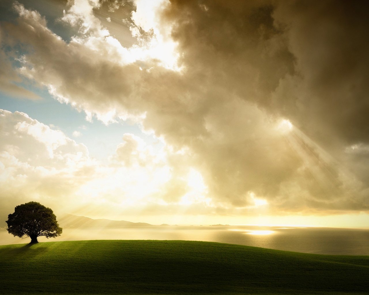 Обои свет, облака, дерево, light, clouds, tree разрешение 2560x1600 Загрузить