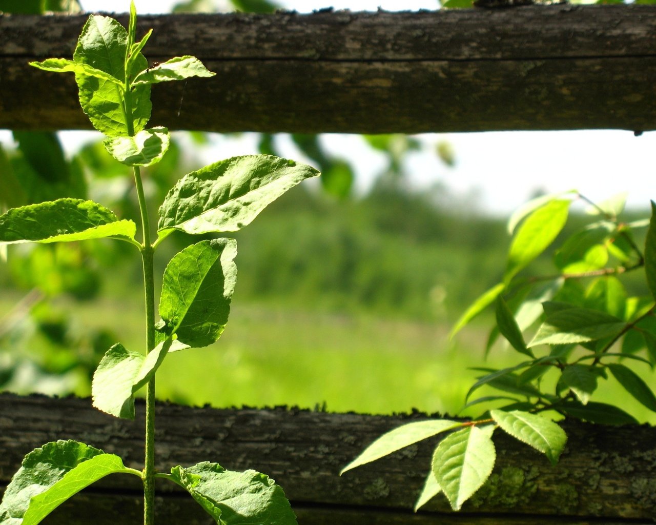 Обои листья, забор, растение, leaves, the fence, plant разрешение 1920x1440 Загрузить