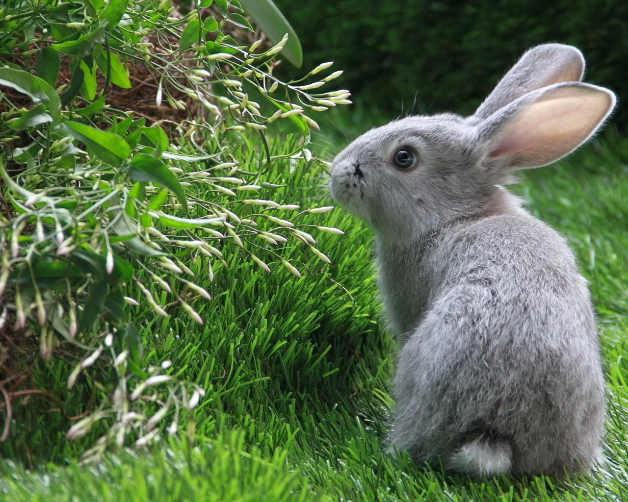 Обои трава, зелень, серый, кролик, заяц, нюхает, grass, greens, grey, rabbit, hare, sniffing разрешение 1920x1200 Загрузить