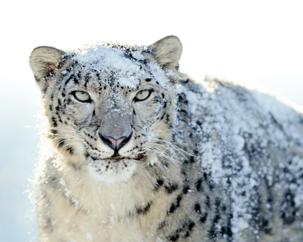 Обои снег, снежный барс, ирбис, snow, snow leopard, irbis разрешение 2560x1600 Загрузить