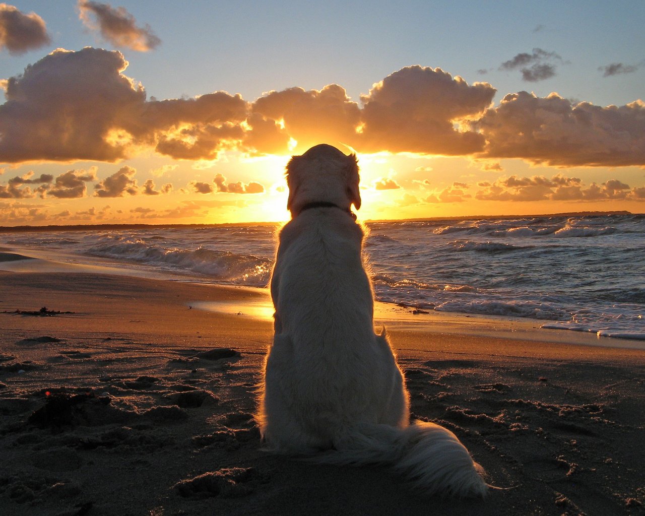 Обои закат, море, собака, ожидание, sunset, sea, dog, waiting разрешение 2560x1600 Загрузить