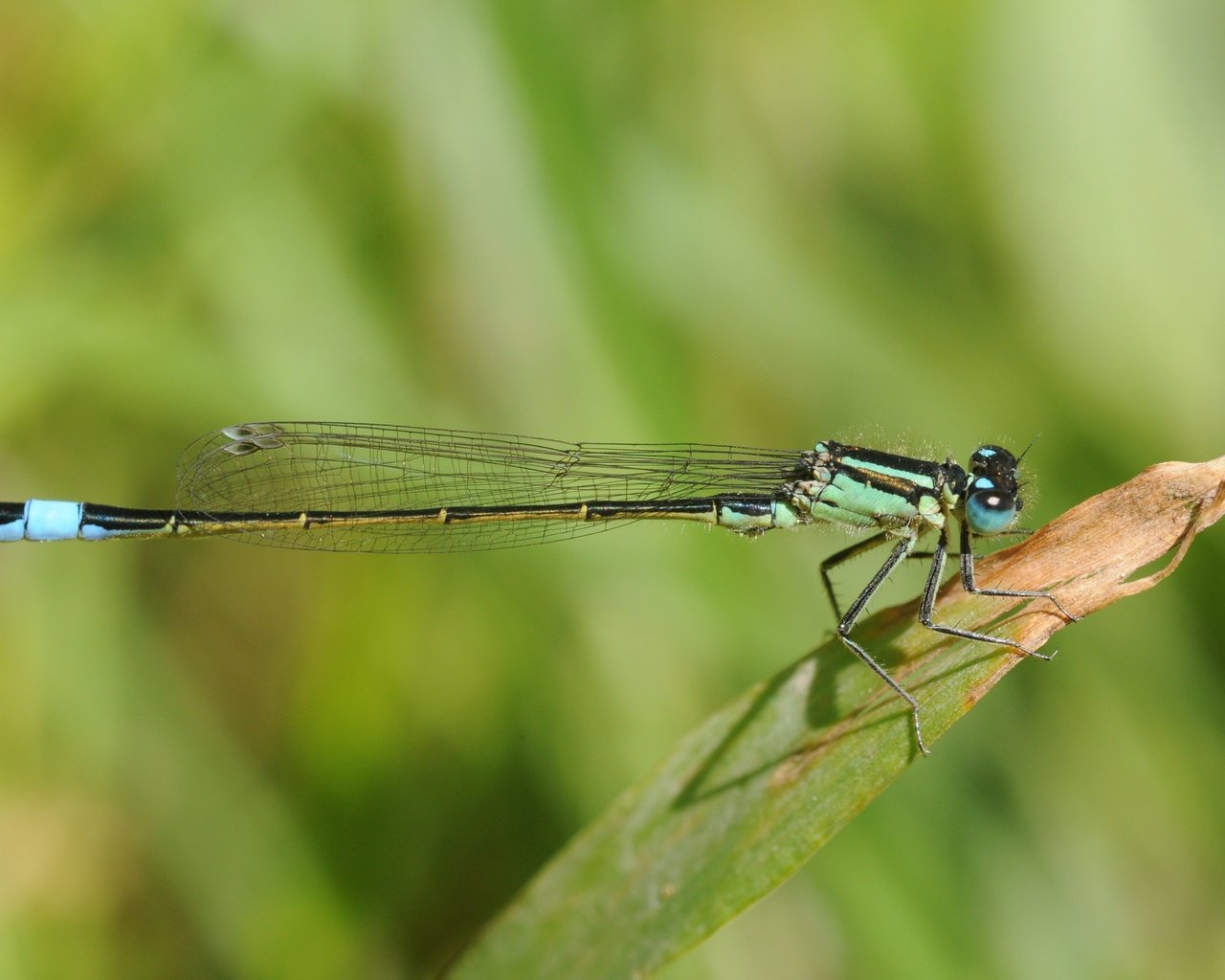 Обои зелёный, лист, стрекоза, green, sheet, dragonfly разрешение 4288x2848 Загрузить