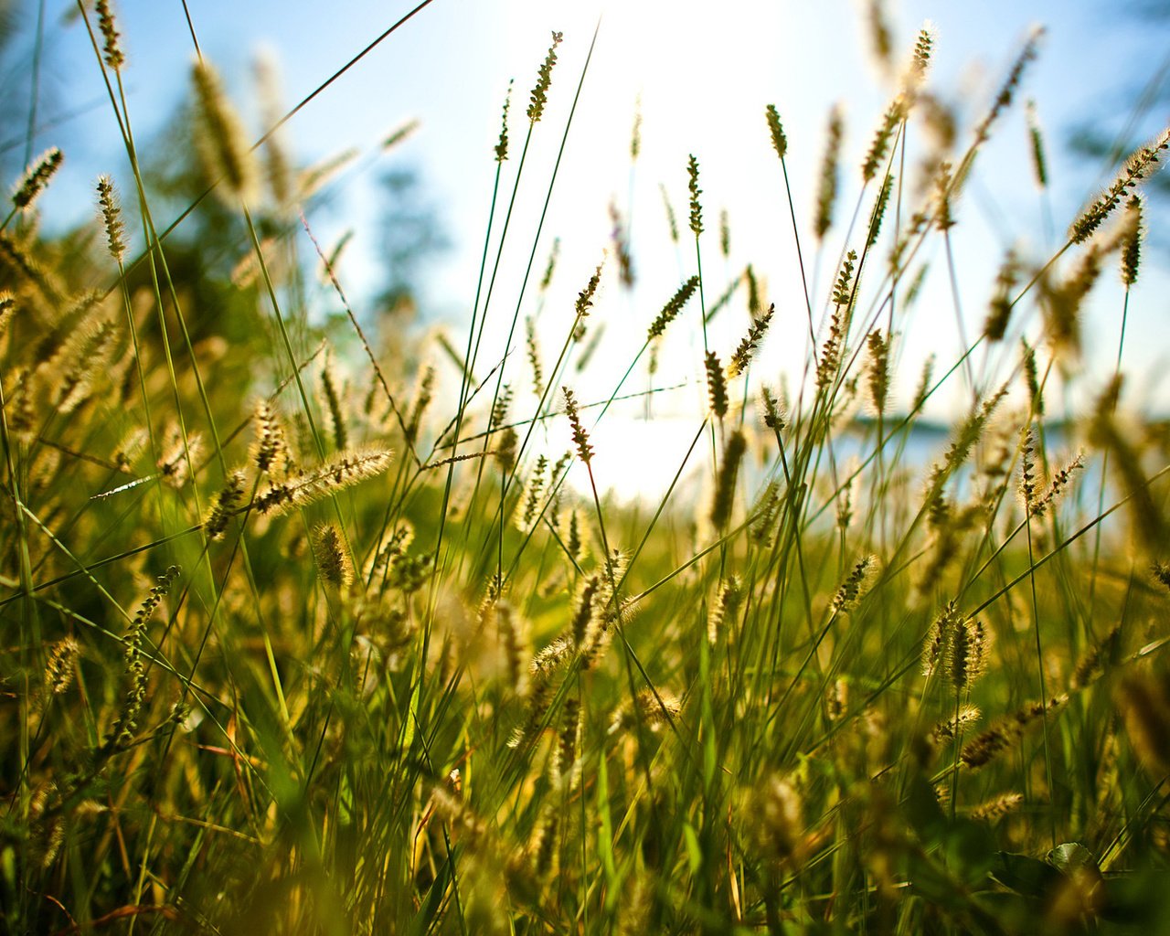 Обои трава, лето, through the grass, grass, summer разрешение 1920x1200 Загрузить