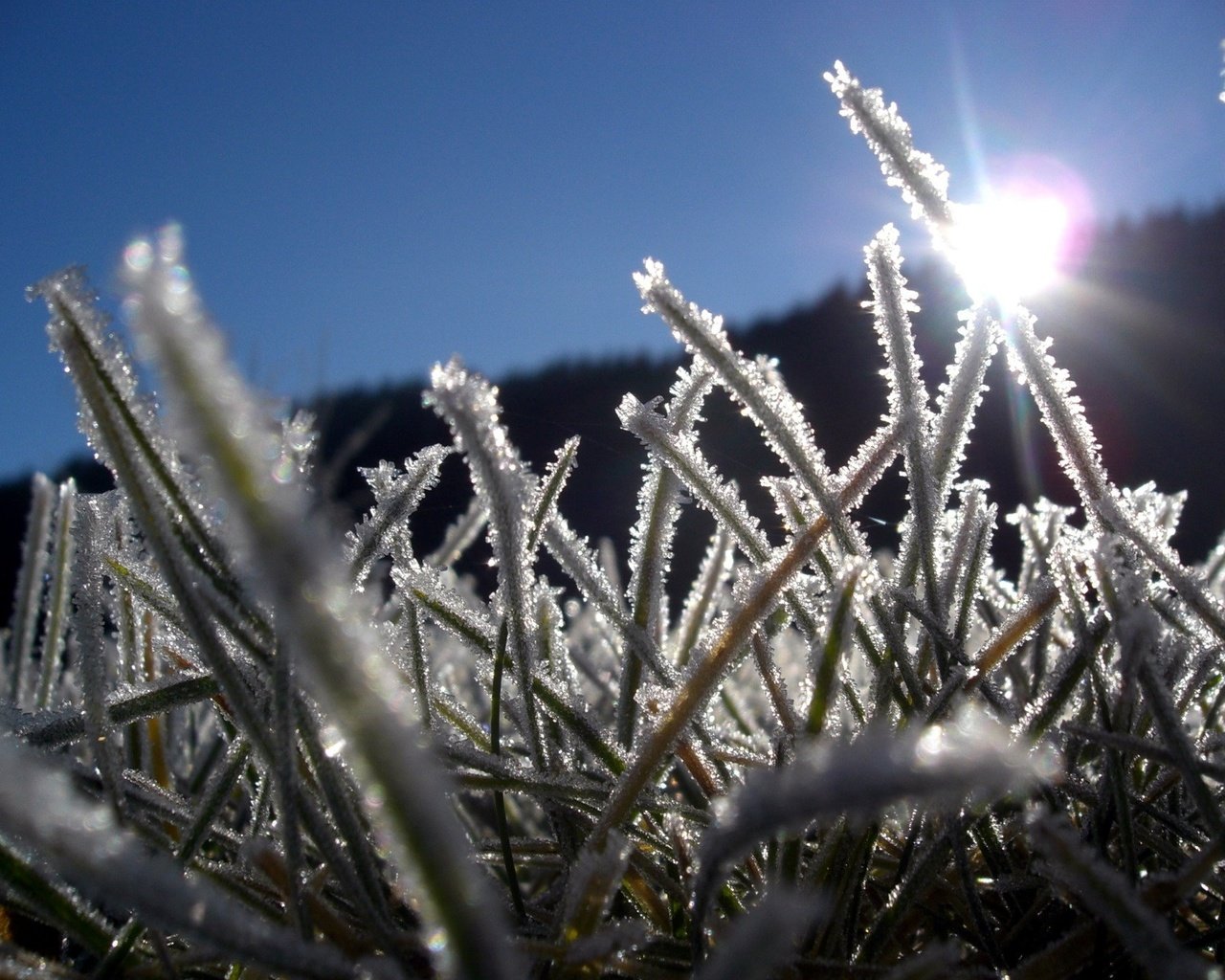 Обои трава, лёд, grass, ice разрешение 1920x1440 Загрузить