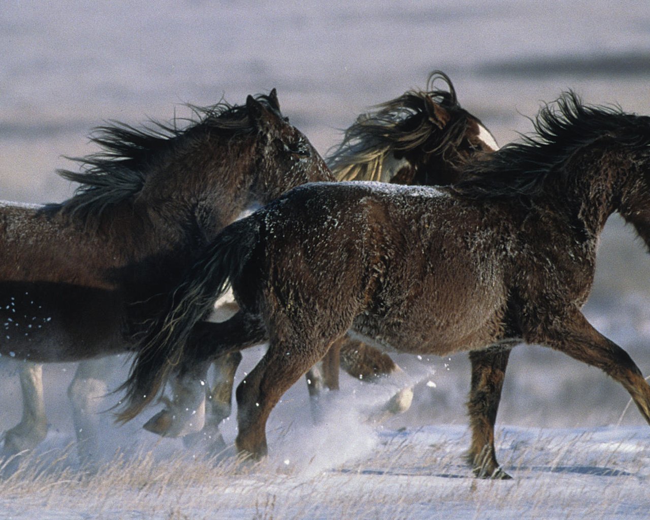 Обои лошадь, снег, зима, жеребец, horse, snow, winter, stallion разрешение 1920x1080 Загрузить