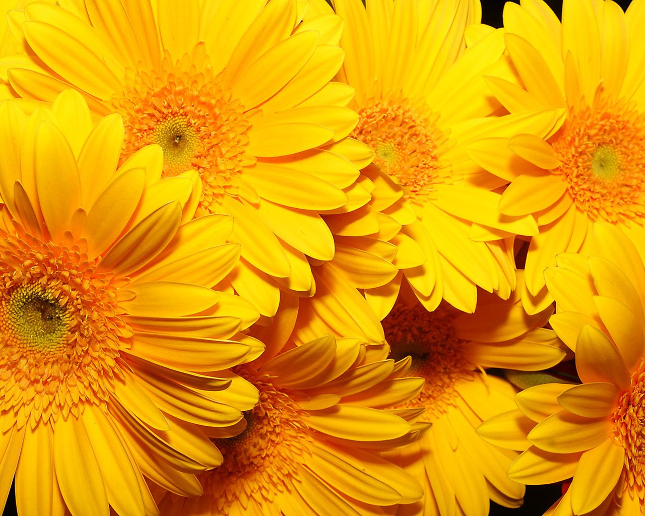 Обои цветы, фон, желтые, очень, flowers, background, yellow, very разрешение 1920x1200 Загрузить