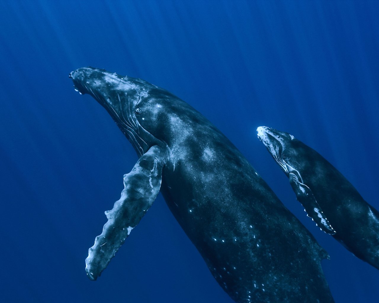 Обои океан, под водой, киты, подводный мир, the ocean, under water, whales, underwater world разрешение 4992x3328 Загрузить