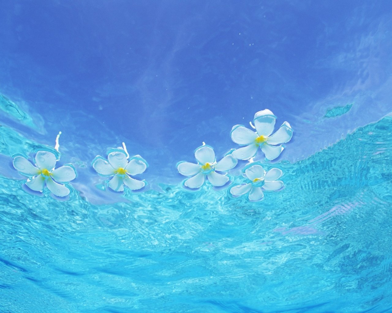 Обои цветы, вода, глубина, прозрачная, flowers, water, depth, transparent разрешение 1920x1200 Загрузить