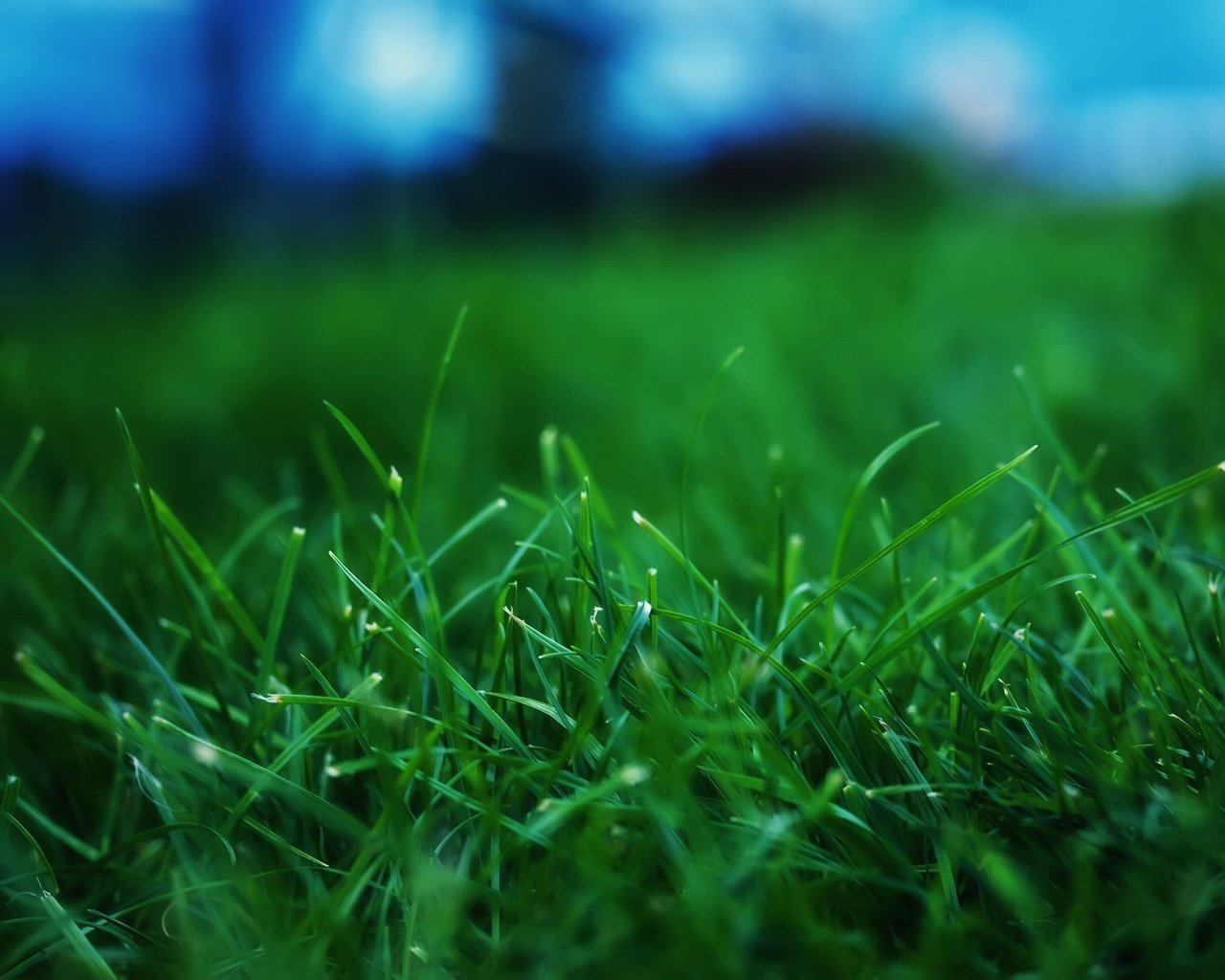 Обои трава, макросьемка, grass, microsemi разрешение 2560x1600 Загрузить