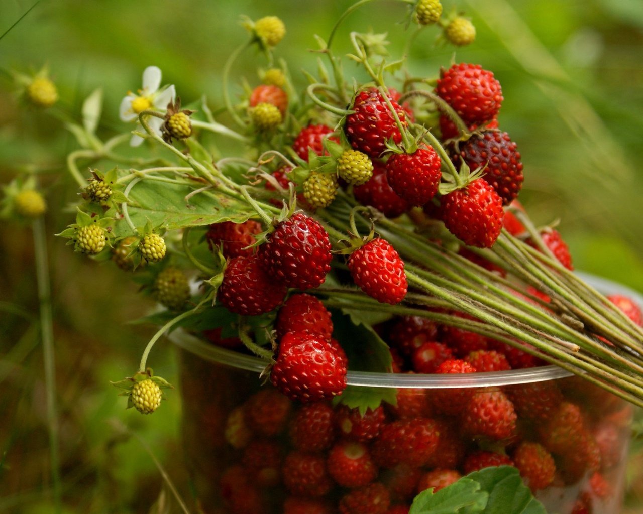 Обои ягоды, стакан, земляника, berries, glass, strawberries разрешение 2560x1600 Загрузить