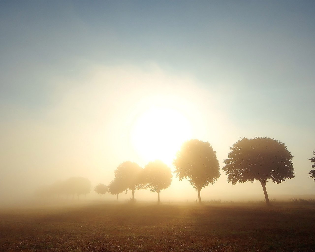 Обои деревья, солнце, туман, поле, trees, the sun, fog, field разрешение 2560x1600 Загрузить