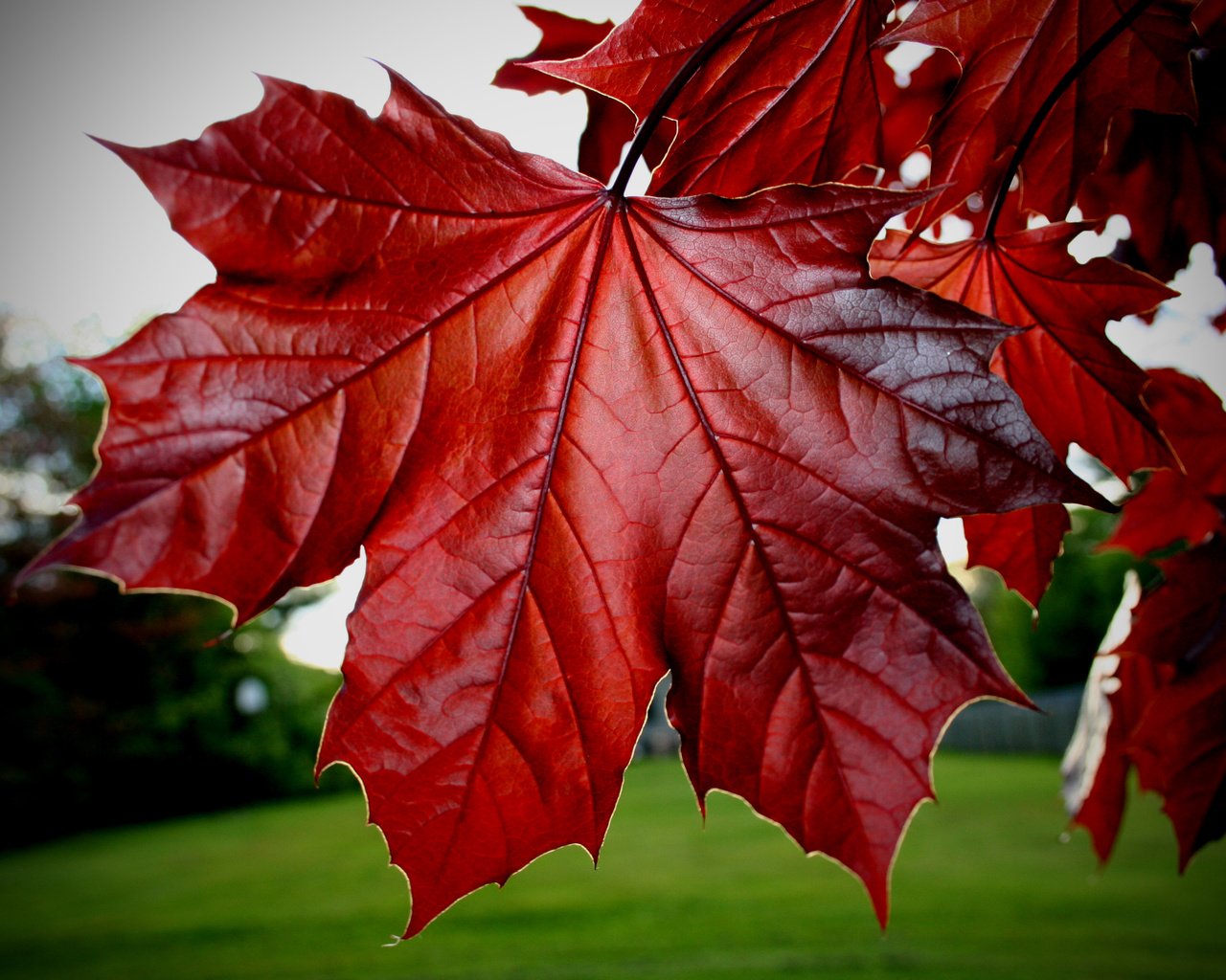 Обои листья, красные, клёна, leaves, red, maple разрешение 3456x2304 Загрузить