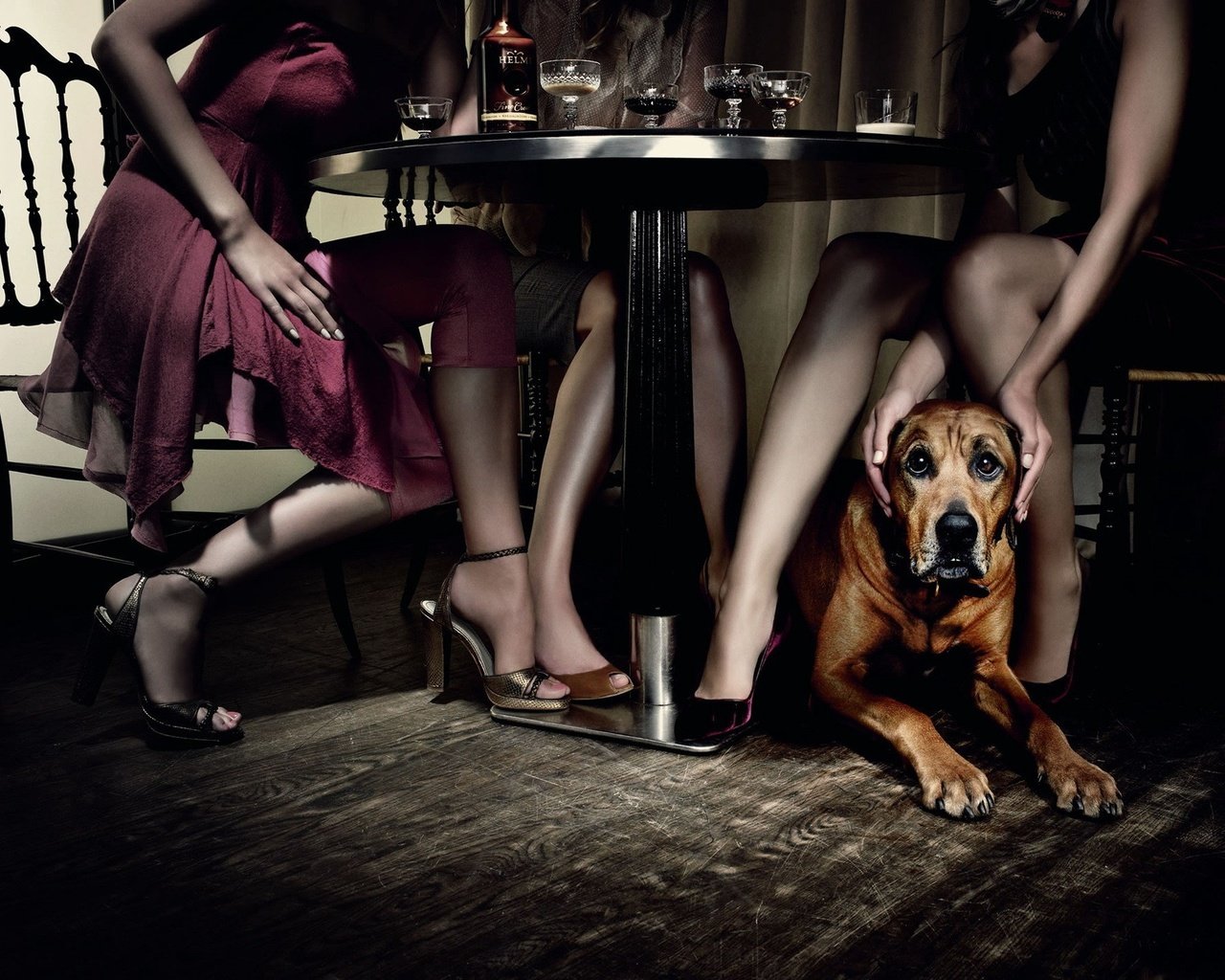 Обои стол, собака, девушки, ресторан, table, dog, girls, restaurant разрешение 1920x1440 Загрузить