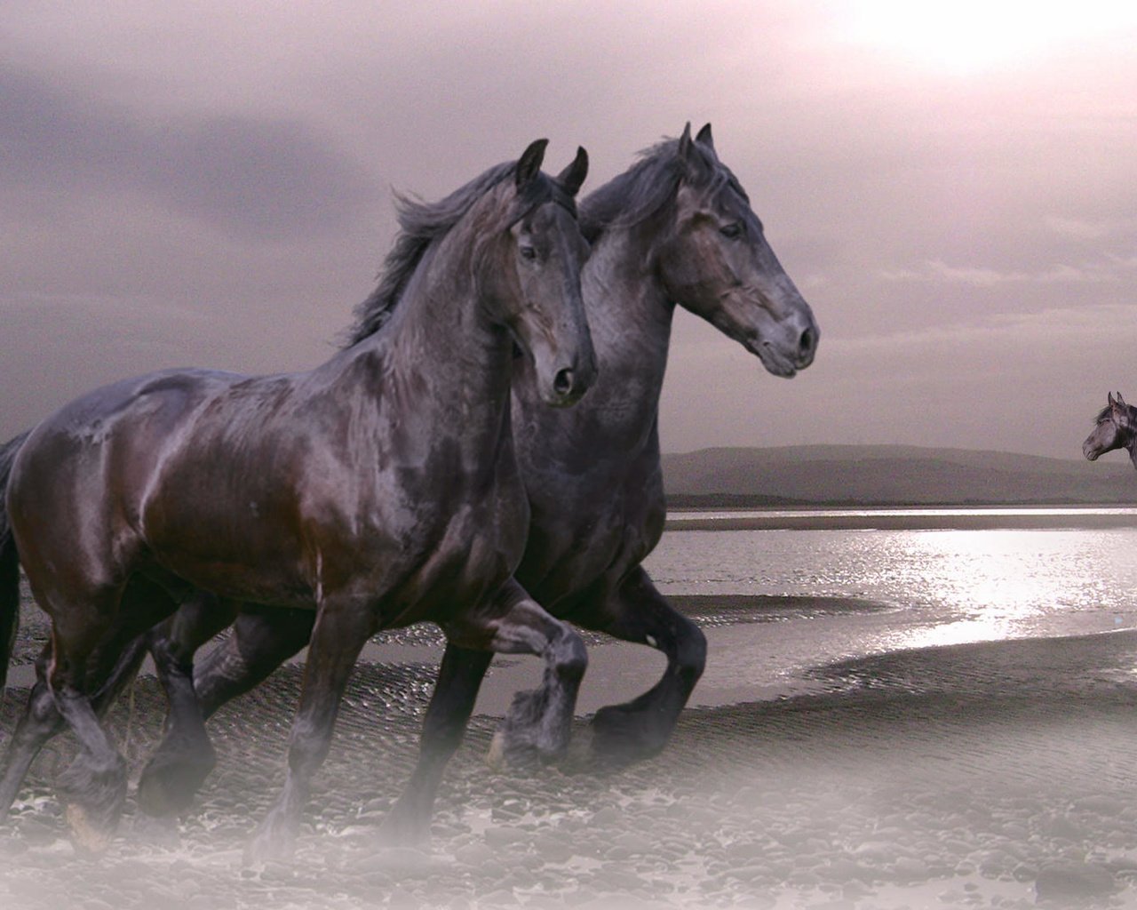 Обои лошадь, залив, жеребец, horse, bay, stallion разрешение 1920x1080 Загрузить