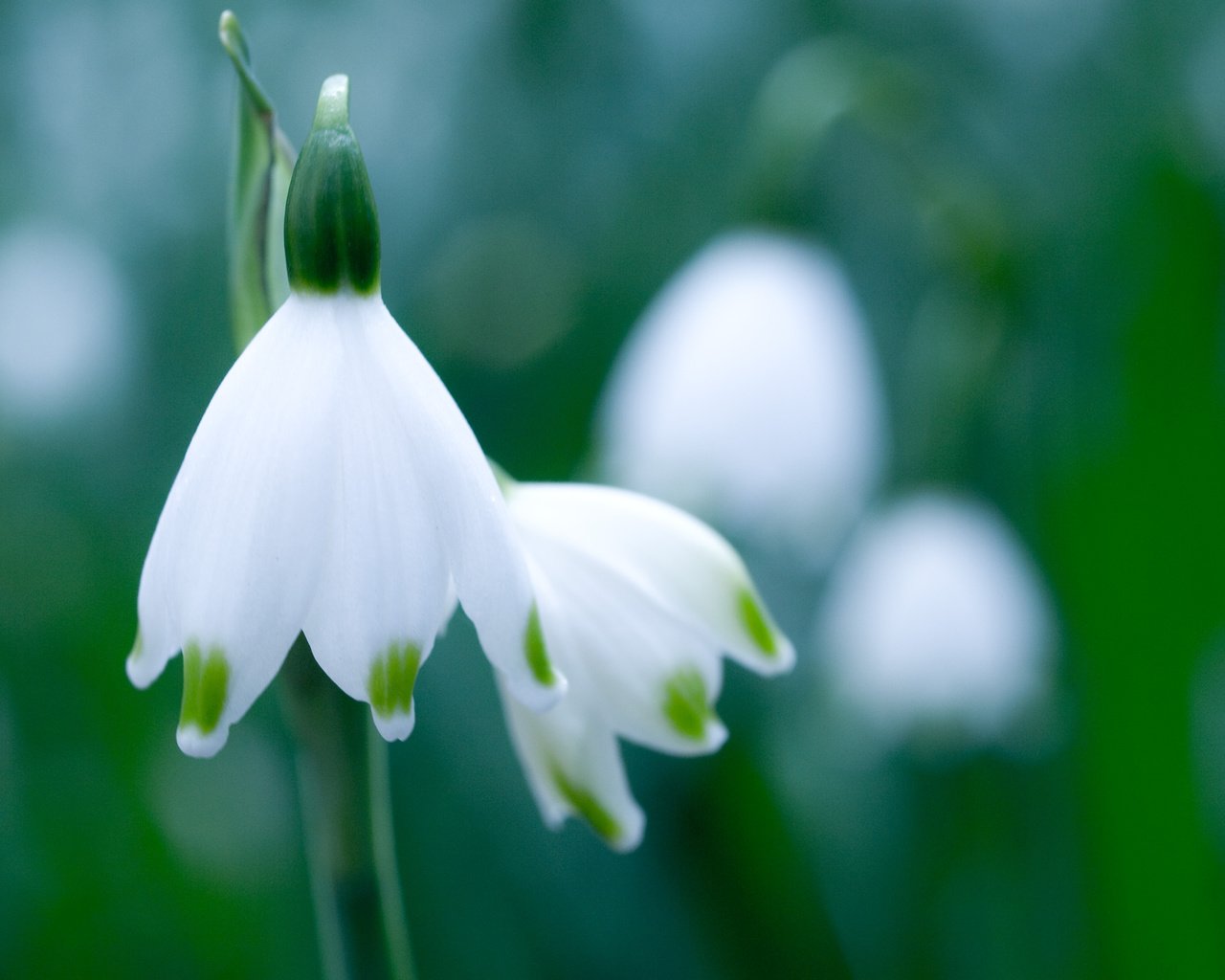 Обои зелень, макро, цветок, белый, весна, подснежник, белоцветник, greens, macro, flower, white, spring, snowdrop, snowflake разрешение 3648x2736 Загрузить