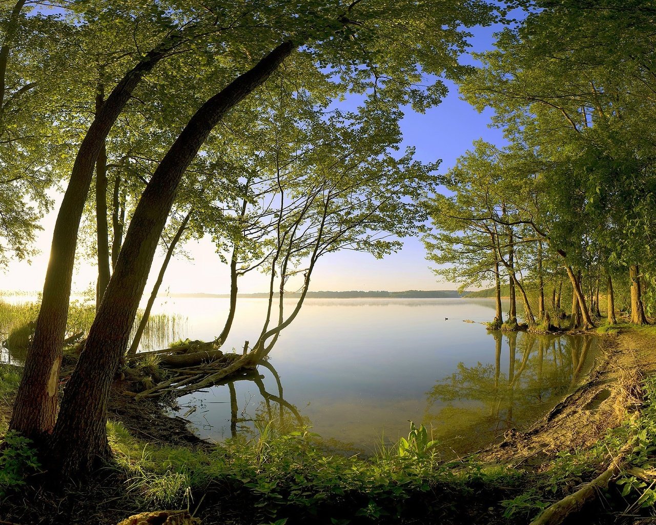 Обои деревья, озеро, берег, trees, lake, shore разрешение 1920x1200 Загрузить