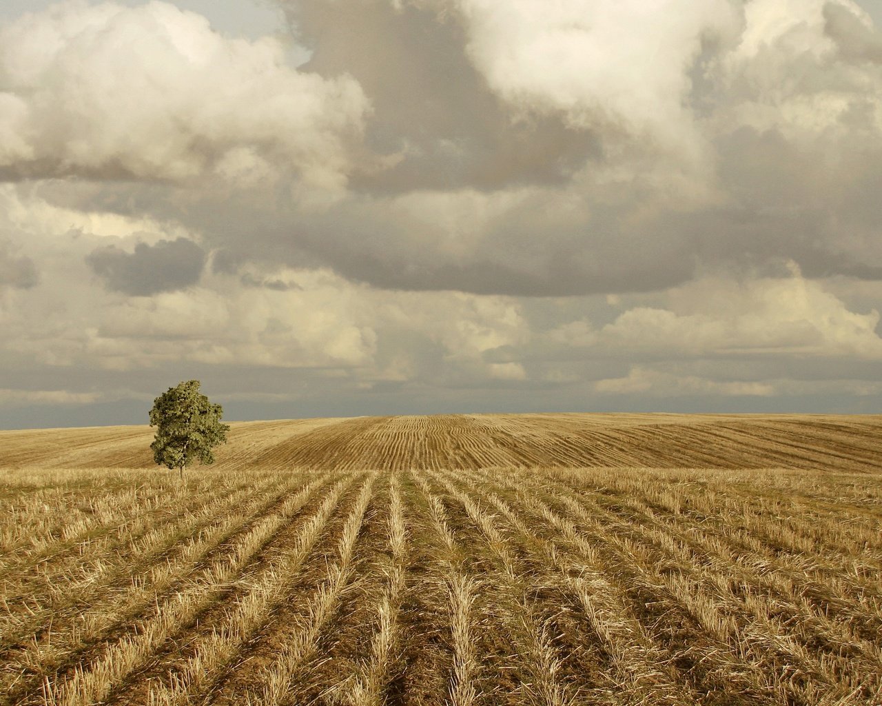 Обои облака, холмы, дерево, поле, clouds, hills, tree, field разрешение 2560x1920 Загрузить