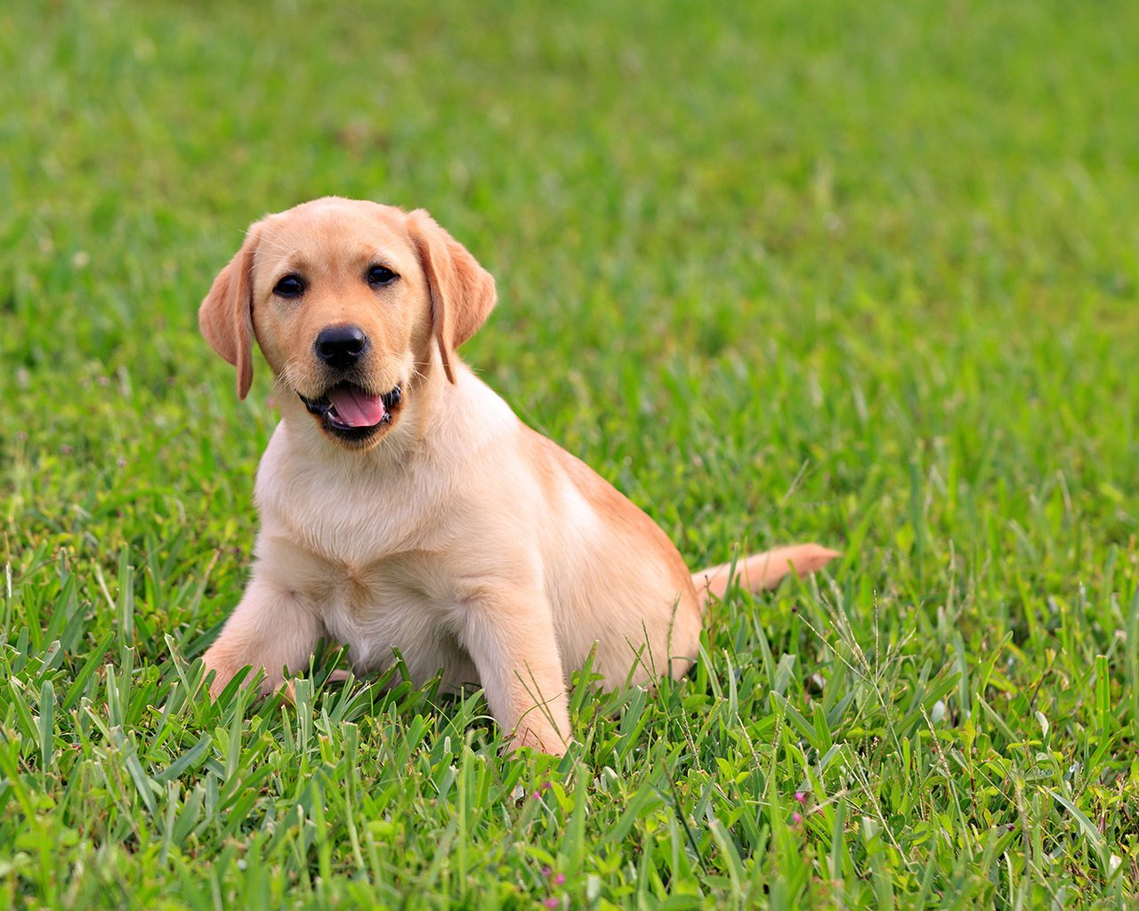 Обои трава, зелень, щенок, малыш, язык, пес, лабрадор, сочная, grass, greens, puppy, baby, language, dog, labrador, juicy разрешение 1920x1080 Загрузить