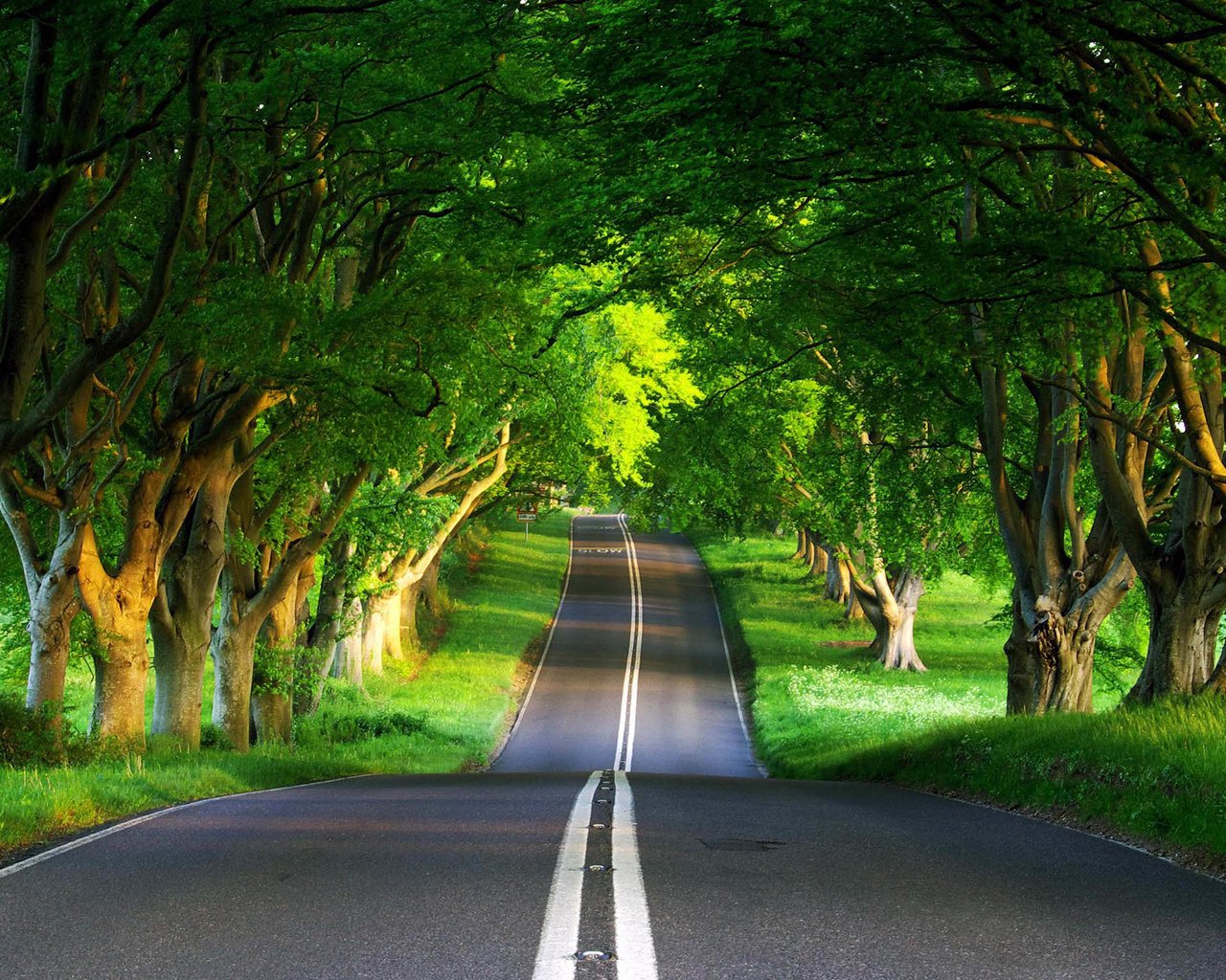 Обои дорога, лес, лето, road, forest, summer разрешение 1920x1440 Загрузить