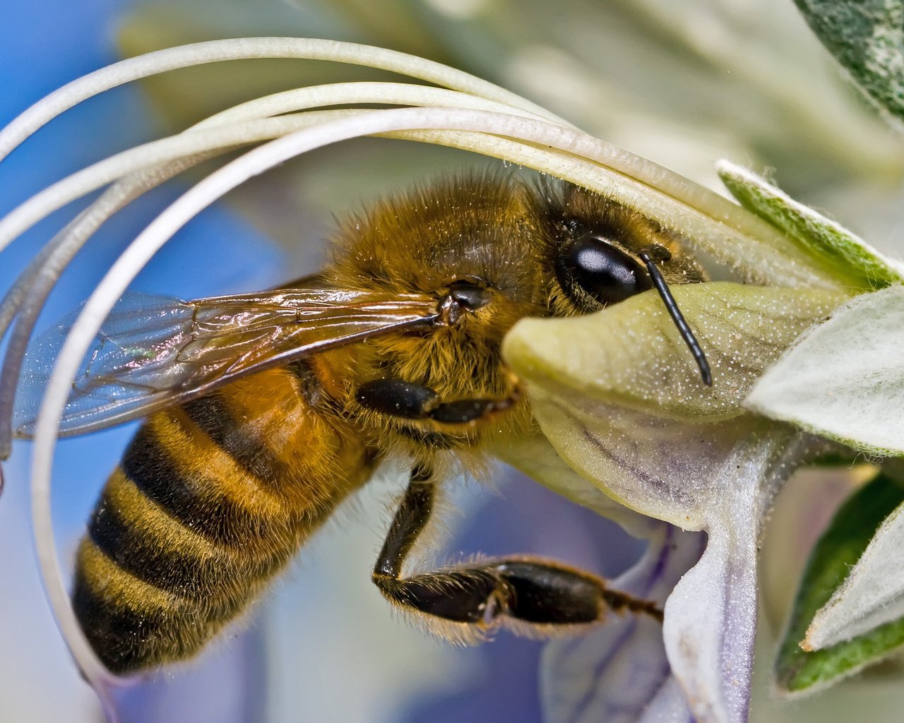 Обои цветок, нектар, оса, flower, nectar, osa разрешение 2560x1600 Загрузить