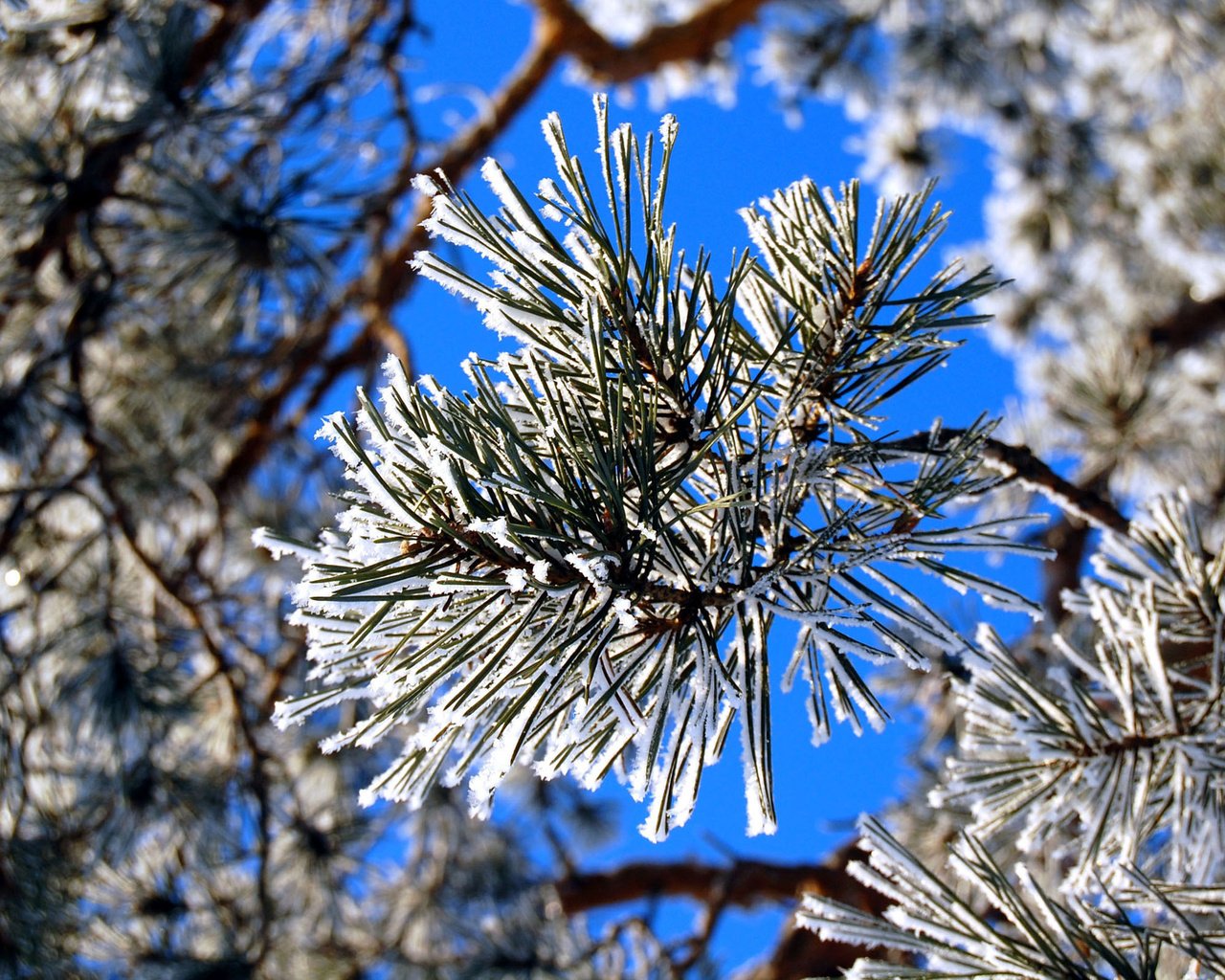 Обои зима, иней, сосна, winter, frost, pine разрешение 2560x1600 Загрузить