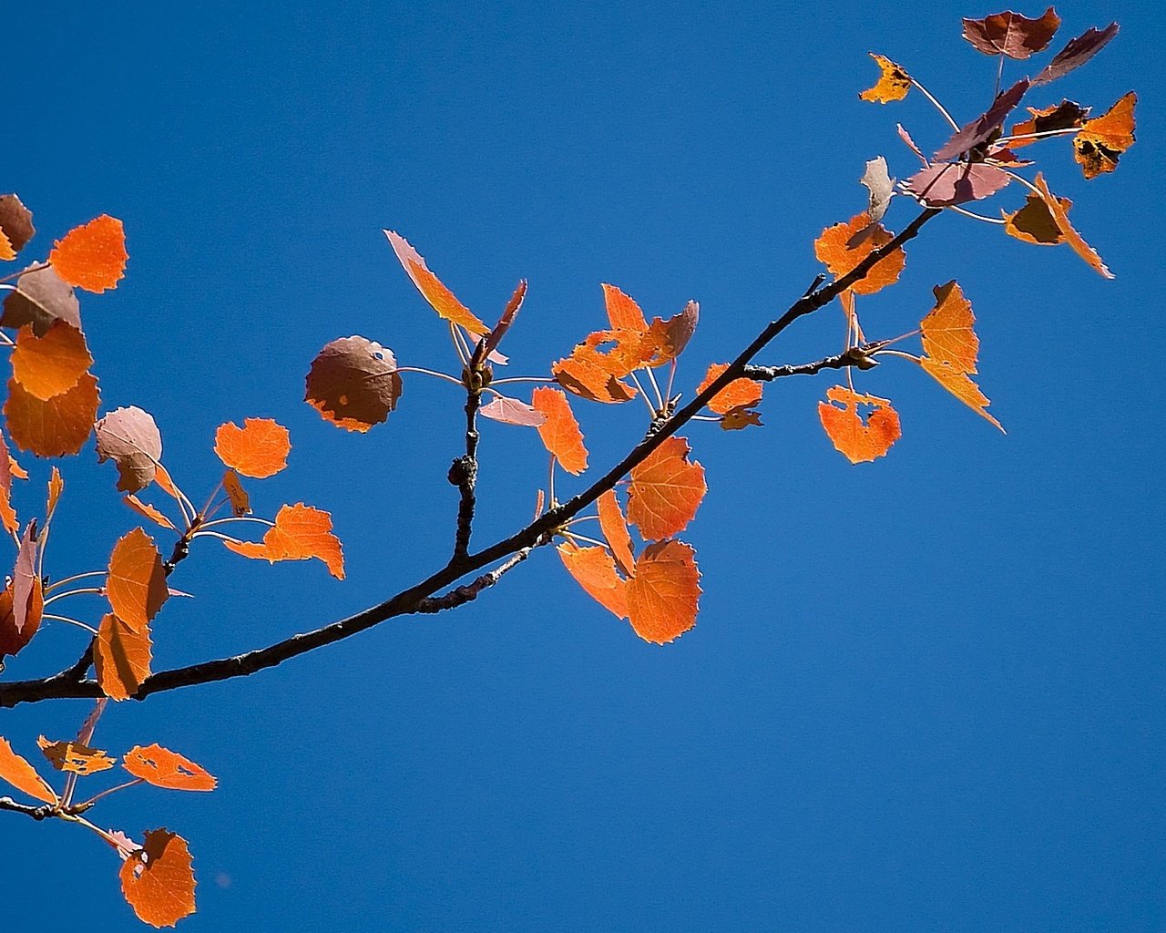 Обои небо, ветка, листва, осень, the sky, branch, foliage, autumn разрешение 1920x1080 Загрузить