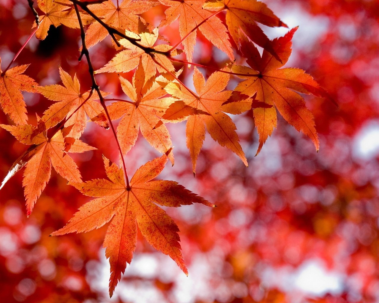 Обои листва, осень, красный, оранжевый, foliage, autumn, red, orange разрешение 1920x1080 Загрузить