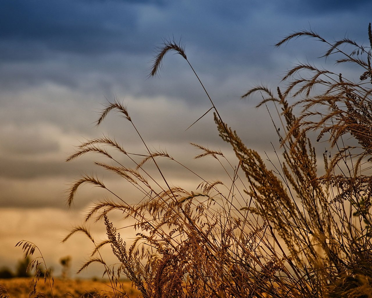 Обои поле, урожай, рожь, field, harvest, rye разрешение 1920x1200 Загрузить