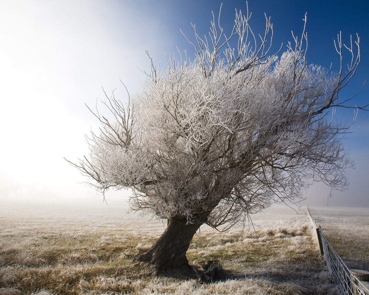 Обои небо, снег, дерево, зима, пейзаж, иней, забор, the sky, snow, tree, winter, landscape, frost, the fence разрешение 1920x1200 Загрузить