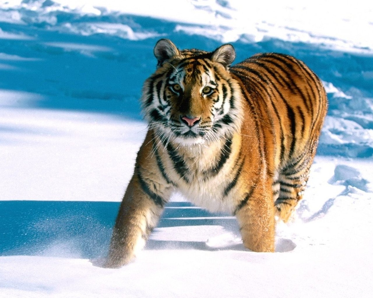 Обои тигр, снег, tiger, snow разрешение 1920x1200 Загрузить