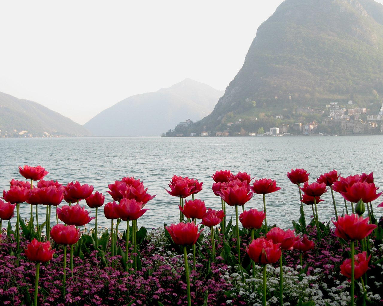 Обои вода, горы, тюльпаны, water, mountains, tulips разрешение 2560x1600 Загрузить