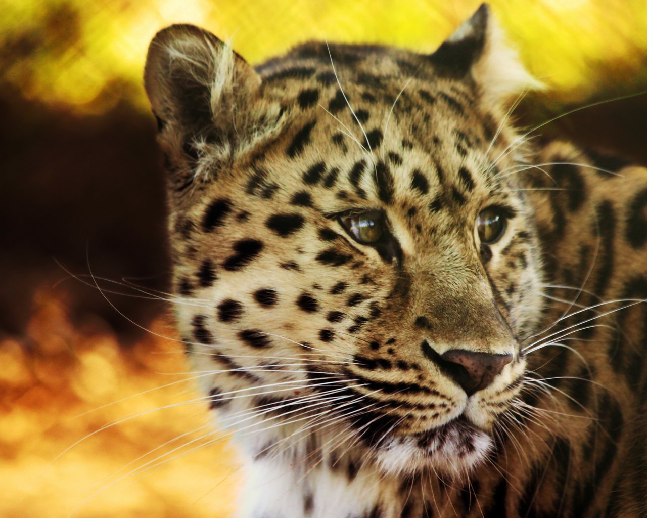 Обои леопард, пятна, leopard, spot разрешение 2560x1600 Загрузить