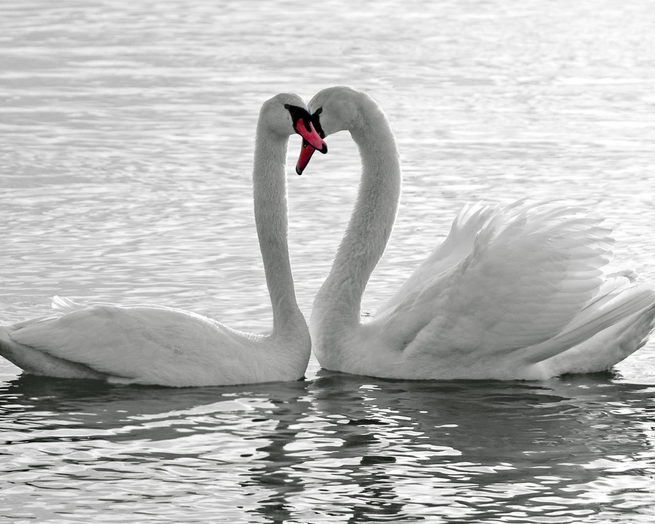 Обои озеро, птицы, любовь, лебеди, верность, lake, birds, love, swans, loyalty разрешение 2560x1600 Загрузить